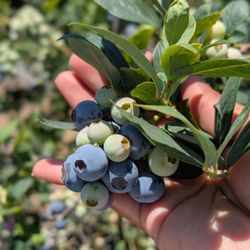 Blueberries