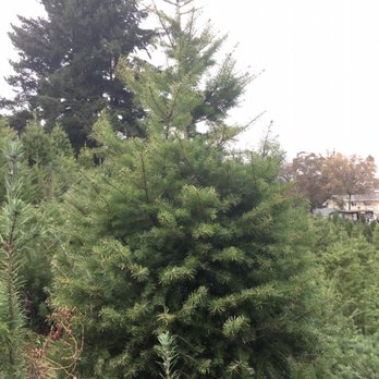 Frosty's Christmas Tree Farm - Christmas Trees Near Me - Los Gatos, California