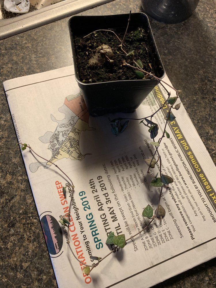 PEPPER GREENHOUSES 13 Photos & 33 Reviews Nurseries & Gardening