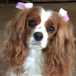 Aurora Pet Salon - Zoey