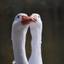 Photo of Hochwildpark Rheinland