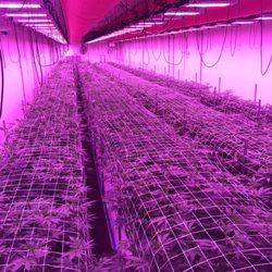 Symponia Farms - Flower Phase has begun!