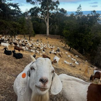 Joaquin Miller Park - Goats - Parks Near Me - Oakland, California