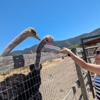 Ostrichland USA - Attraction Farms Near Me - Solvang, California