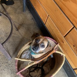 Fiona, dog friendly Fiona, dog friendly