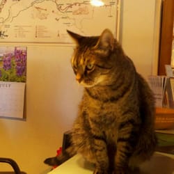 Plumas County Visitors Bureau - Baloo @ visitor center