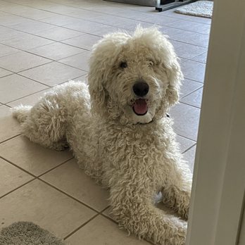 Well Groomed Pets - Surprise - BEFORE his haircut haha! - Pet Groomers Near Me - Surprise, Arizona Well Groomed Pets - Surprise - BEFORE his haircut haha! - Pet Groomers Near Me - Surprise, Arizona