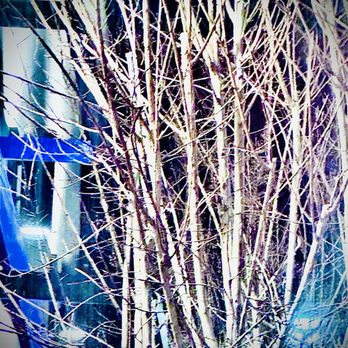 Applebee's Grill + Bar - This tree outside looked rad with blue accent lighting. - Sports Bars Near Me - Palmdale, California Applebee's Grill + Bar - This tree outside looked rad with blue accent lighting. - Sports Bars Near Me - Palmdale, California