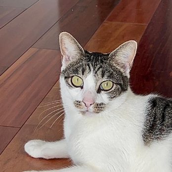 Perfect Paws Pet Sitting - Finn - Pet Sitting Near Me Perfect Paws Pet Sitting - Finn - Pet Sitting Near Me