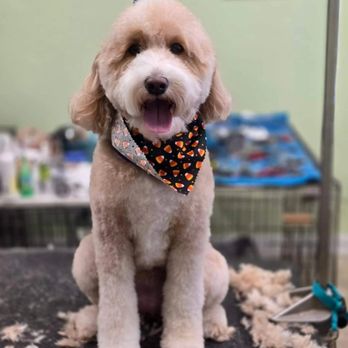 Dog Splash - Pet Groomers Near Me - Chicago, Illinois Dog Splash - Pet Groomers Near Me - Chicago, Illinois
