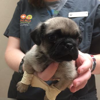Rolling Hills Pet Clinic - Veterinarians Near Me - Tucson, Arizona