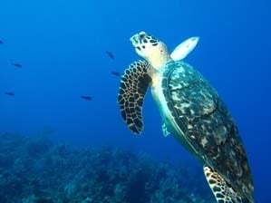 Underwater World by null