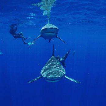 Florida Shark Diving - Diving Near Me - Jupiter, Florida