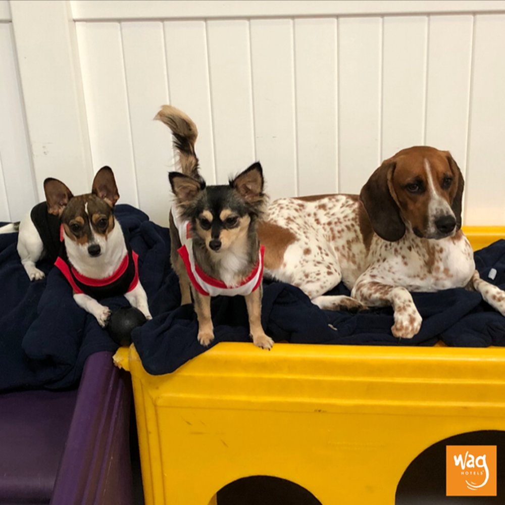 Wag Hotels - Carson - Pet Training Near Me - Carson, California Wag Hotels - Carson - Pet Training Near Me - Carson, California