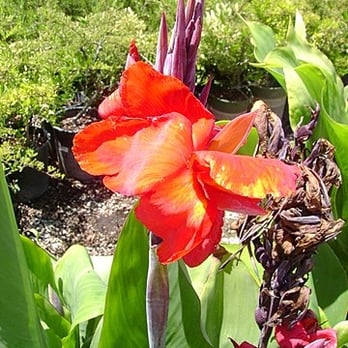 Pow Nursery - Nurseries & Gardening Near Me - Wilton, California Pow Nursery - Nurseries & Gardening Near Me - Wilton, California