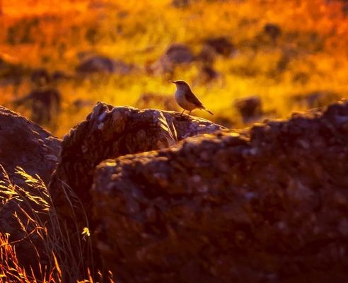 Antelope Island by null