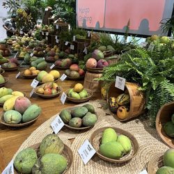 International Mango Festival At Fairchild Botanical Garden - Mango display