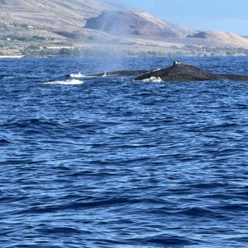 Ultimate Whale Watch & Snorkel - Whale Watching Tours Near Me - Lahaina, Hawaii Ultimate Whale Watch & Snorkel - Whale Watching Tours Near Me - Lahaina, Hawaii