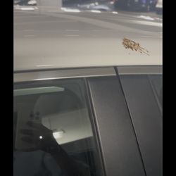 Sixt Rent A Car
