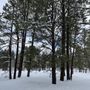 Photo of Arizona Nordic Village