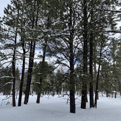 Arizona Nordic Village