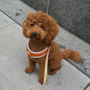 Rescuing Rubies - Roux - Dog Walkers Near Me