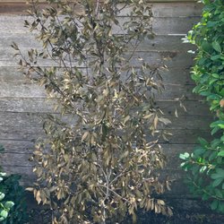 Bill Bownds Nursery