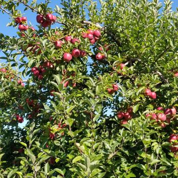 Masker Orchards - Mckintosh - Fruits & Veggies Near Me - Warwick, New York