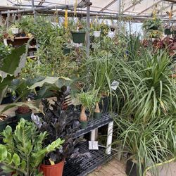 Potratz Greenhouses