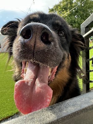 BARk House Social by null