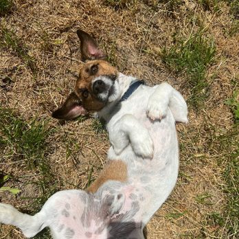 Earth Angels Veterinary Hospital - Veterinarians Near Me - Wappingers Falls, New York