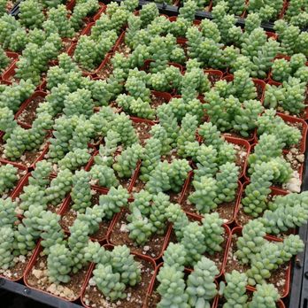 Amalia's Succulents - Nurseries & Gardening Near Me - Vista, California