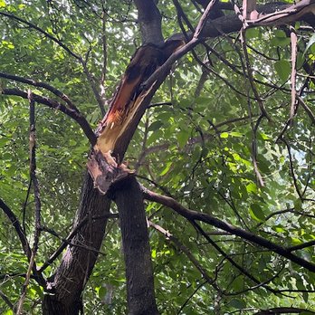 Cincinnati Arbor Services - The damage. - Tree Services Near Me - Amelia, Ohio