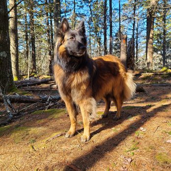 Bath Grooming Works - The coat in question - Pet Groomers Near Me - Bath, Maine