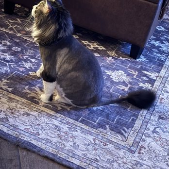 Furry Land - Pet Groomers Near Me Furry Land - Pet Groomers Near Me