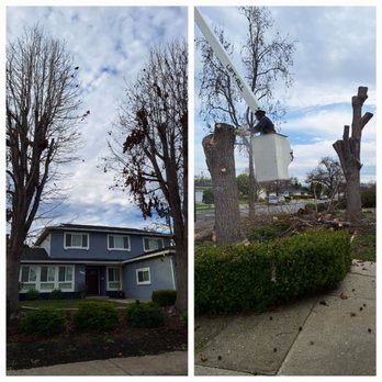 Appletree Services - Tree removal with a boom - Tree Services Near Me