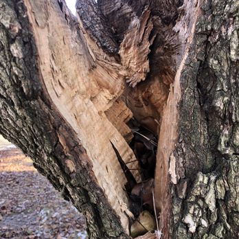 Martinez Brothers Tree Service - Tree Services Near Me - Evanston, Illinois Martinez Brothers Tree Service - Tree Services Near Me - Evanston, Illinois