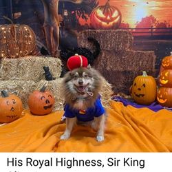 American Pets Inn - Halloween contest