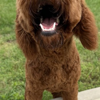 Country Kennels - Pet Sitting Near Me - Greenville, Texas Country Kennels - Pet Sitting Near Me - Greenville, Texas