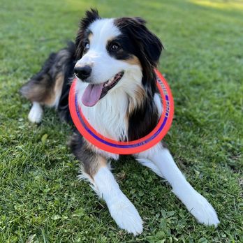 FUReverFUN Dog Care Services - Pet Boarding Near Me - San Francisco, California FUReverFUN Dog Care Services - Pet Boarding Near Me - San Francisco, California