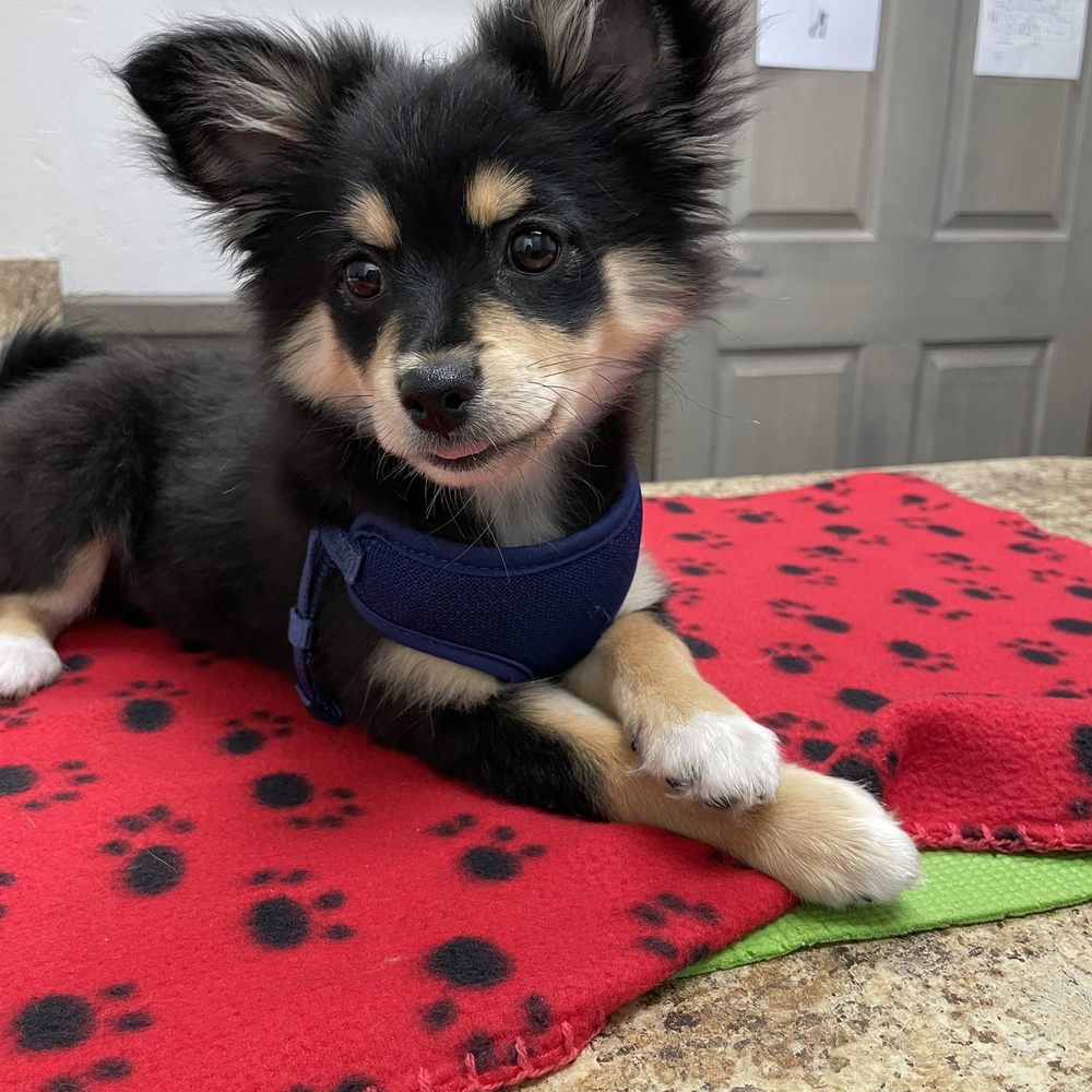 Aspen Animal Wellness - Veterinarians Near Me - Reno, Nevada