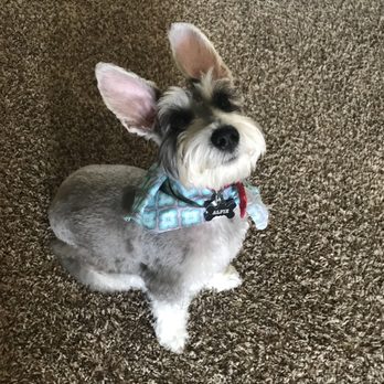 Grrffiti Cuts - Pet Groomers Near Me - Clarksville, Tennessee