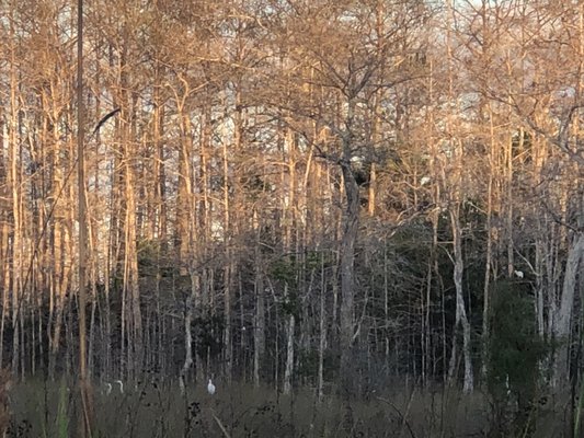 Fakahatchee Strand Preserve State Park by null
