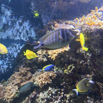 National Aquarium - Aquariums Near Me - Baltimore, Maryland National Aquarium - Aquariums Near Me - Baltimore, Maryland