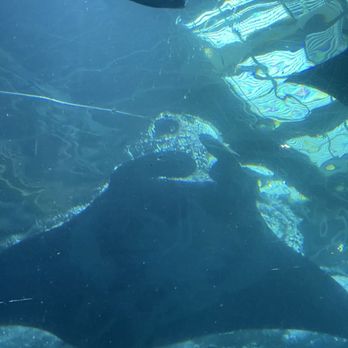 Georgia Aquarium - Sting ray - Aquariums Near Me - Atlanta, Georgia Georgia Aquarium - Sting ray - Aquariums Near Me - Atlanta, Georgia