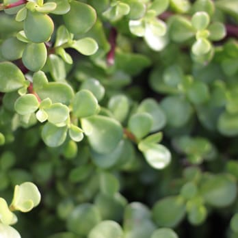 Fox Botany - Elephant Food succulent ;) - Nurseries & Gardening Near Me Fox Botany - Elephant Food succulent ;) - Nurseries & Gardening Near Me