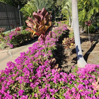 Fairmont Orchid - More flowers - Hotels Near Me - Kohala Coast, Hawaii