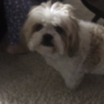 A Fancy Pup Pet Grooming - Before haircut. - Pet Groomers Near Me - Concord, North Carolina