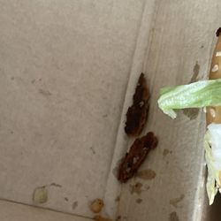 Saw these on the edge of the patty and I'm glad I did because if I would've eaten this, I would've absolutely lost it. Item: Big Mac