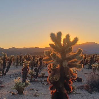 Cholla Cactus Garden - Cholla Cactus Garden sunrise - Hiking Near Me - Eagle Mountain, California